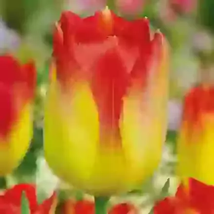 Suncatcher